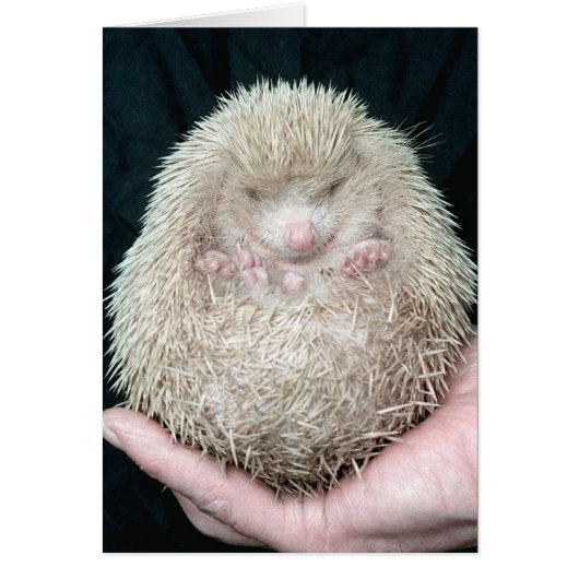 Hedgehog Cards (Front)