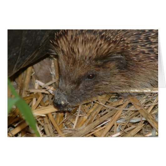 Hedgehog Cards (Front Horizontal)