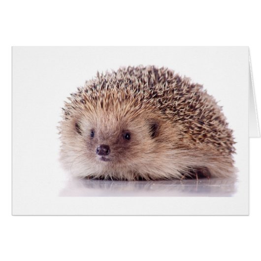 Hedgehog, Cards (Front Horizontal)