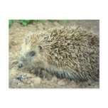 Hedgehog Care  Postcard
