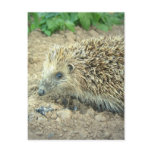 Hedgehog Care  Postcards