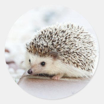 Hedgehog Classic Round Sticker by The_Everything_Store at Zazzle