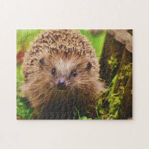Hedgehog Curiously Exploring Jigsaw Puzzle