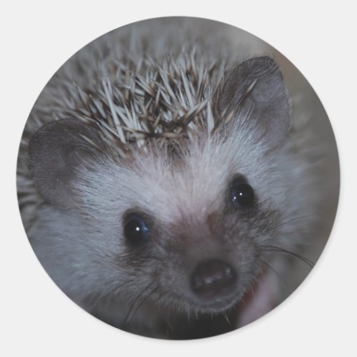 Hedgehog Face Stickers