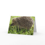 Hedgehog Greeting Card