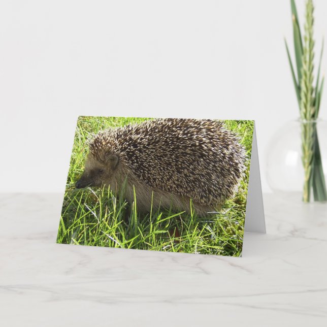 Hedgehog Greeting Card (Front)