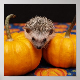 Hedgehog Halloween Greetings Poster