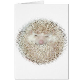 Hedgehog in a Ball