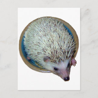 Hedgehog in Dish Postcard