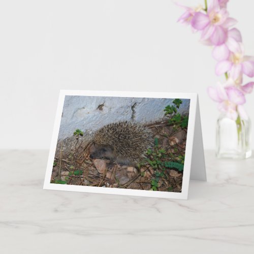 Hedgehog in Garden Portrait Card