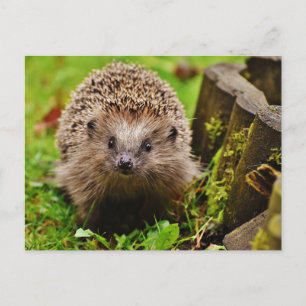Hedgehog in the Forest Photo Postcard