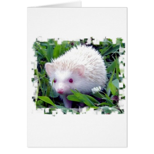 Hedgehog in the Grass Cards (Front)