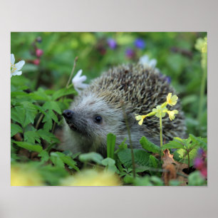 Hedgehog in Woodland Flowers Poster