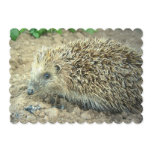 Hedgehog Invitation