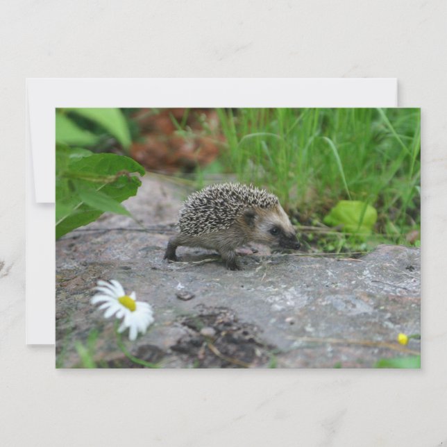 Hedgehog invitation - customize (Front)