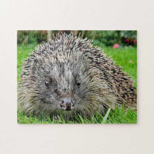 Hedgehog  jigsaw puzzle