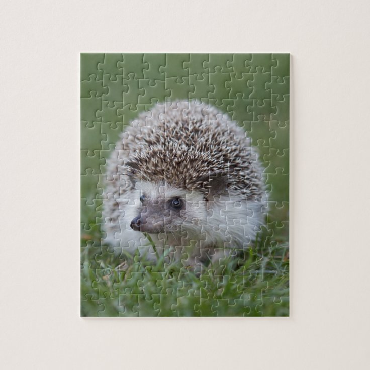 Hedgehog Jigsaw Puzzle | Zazzle