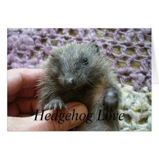 Hedgehog Love Card (Front Horizontal)