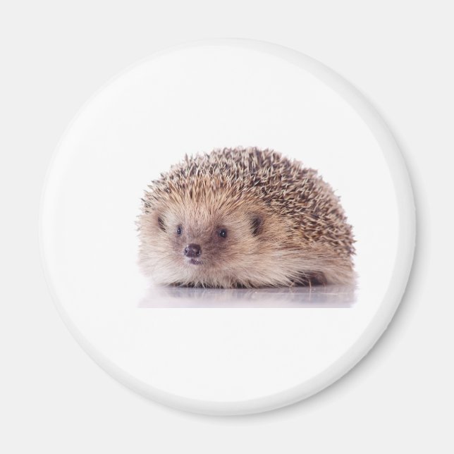 Hedgehog, Magnet (Front)