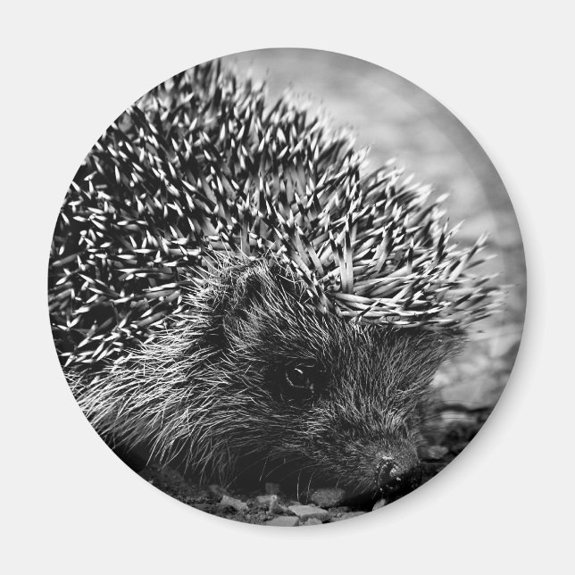 hedgehog magnet (Front)