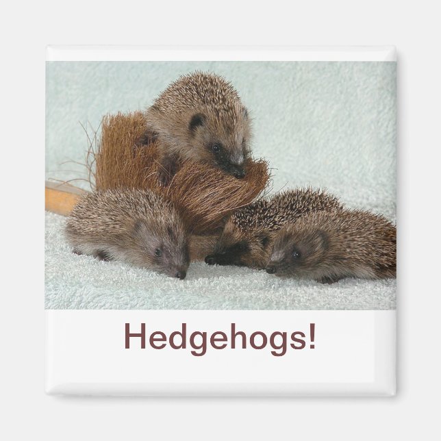 Hedgehog Magnet (Front)