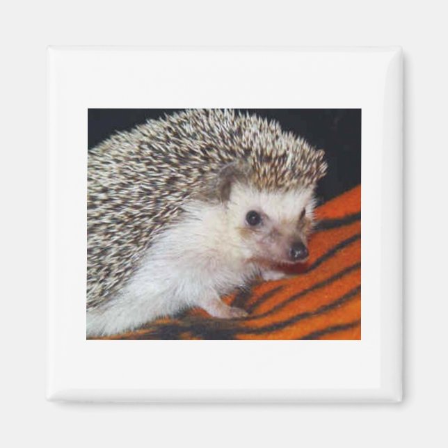 Hedgehog Magnet (Front)