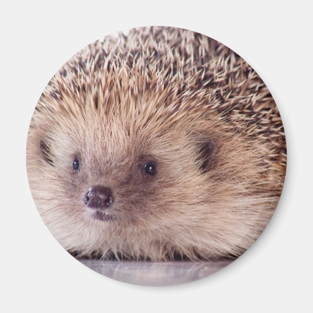 Hedgehog, Magnet (Front)