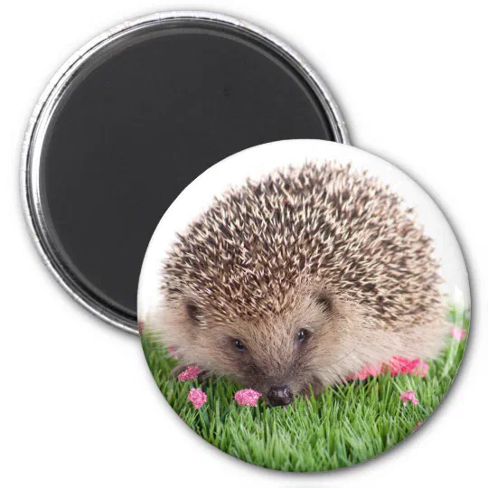 Hedgehogs Strong Neodymium Magnets Adorable Hedgehog Magnets Fun and Fancy Magnets Locker Magnets Pink Hedgehog Magnet Gift