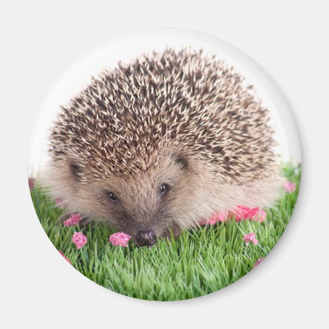 hedgehog, magnet (Front)