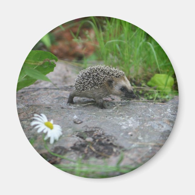 Hedgehog magnet - customizable (Front)