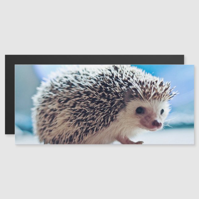 Hedgehog Magnetic Card (Front/Back)