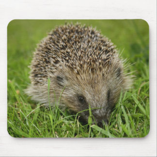 Hedgehog Mousepad