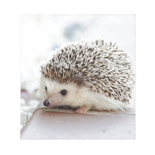 hedgehog notepad