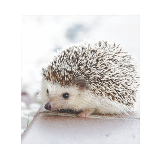 hedgehog notepad (Front)
