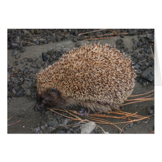 Hedgehog On Tiny Black Rocks Cards (Front Horizontal)