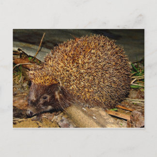 Hedgehog Postcard