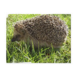 Hedgehog Postcard