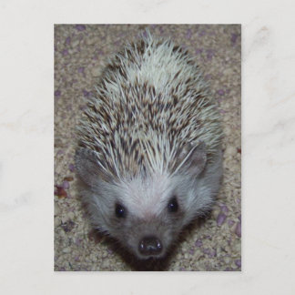 Hedgehog Postcard
