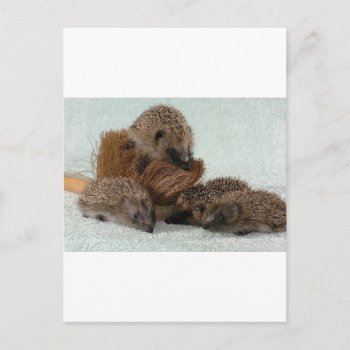 Hedgehog Postcard by walkandbark at Zazzle