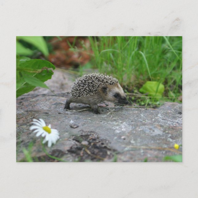 Hedgehog postcard (Front)