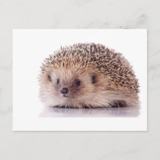 Hedgehog, Postcard