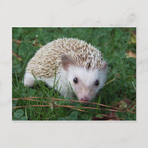 Hedgehog Postcard