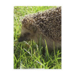 Hedgehog Postcard