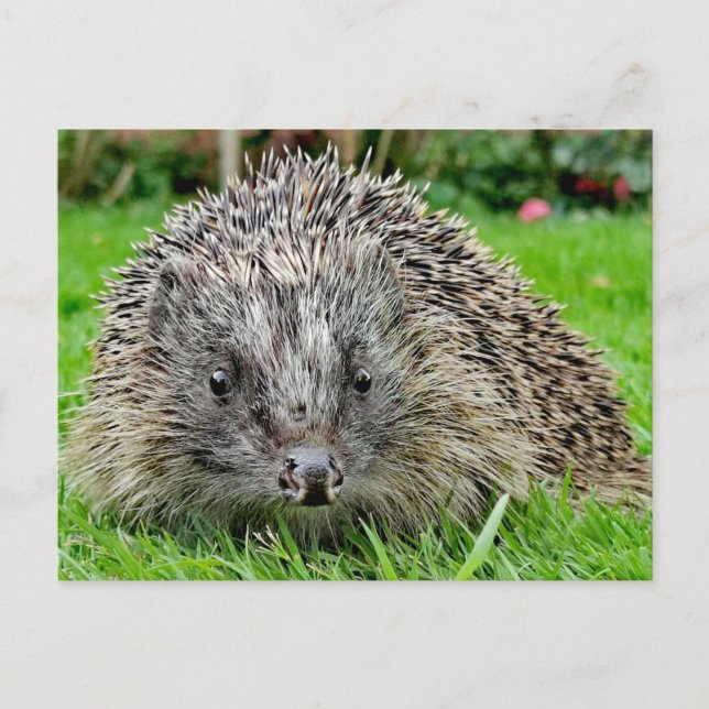 Hedgehog Postcard (Front)