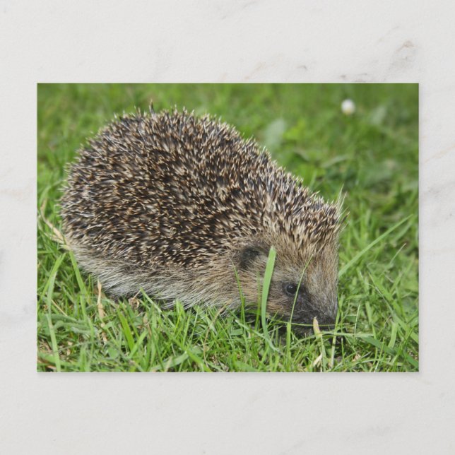 Hedgehog postcard (Front)