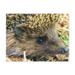 Hedgehog Postcard