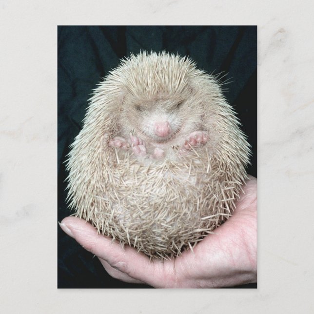 Hedgehog Postcard (Front)