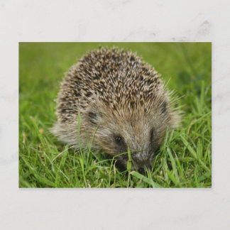 Hedgehog Postcard
