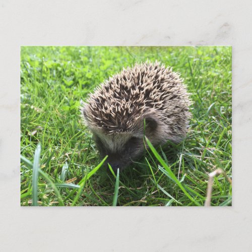 hedgehog postcard
