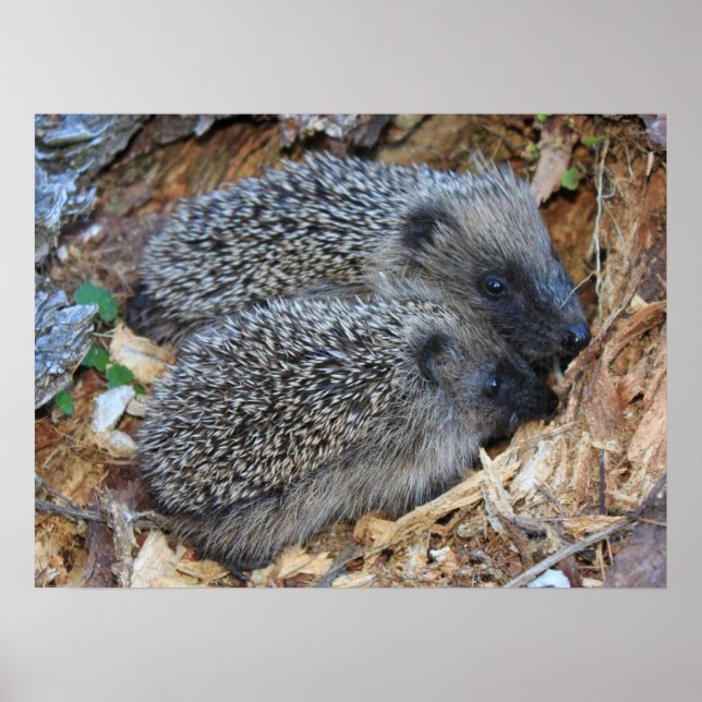 Hedgehog Poster (Front)